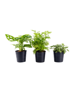 Plant